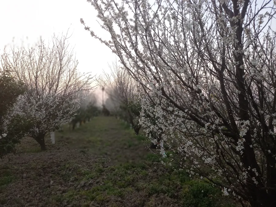 تصویر ۱ - ویلا ویلا لاکچری با طبیعت زیبا کوه جنگل روبه باغ زیبای مرکبات والوچه در  آمل