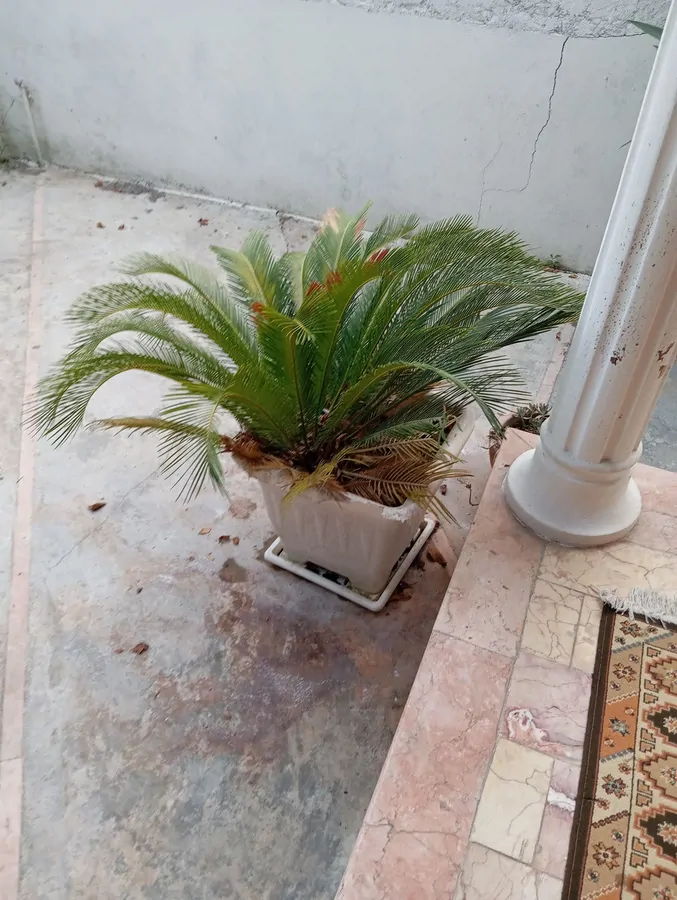 تصویر ۱ - ویلا اقامتگاه پارسین  در  عباس آباد
