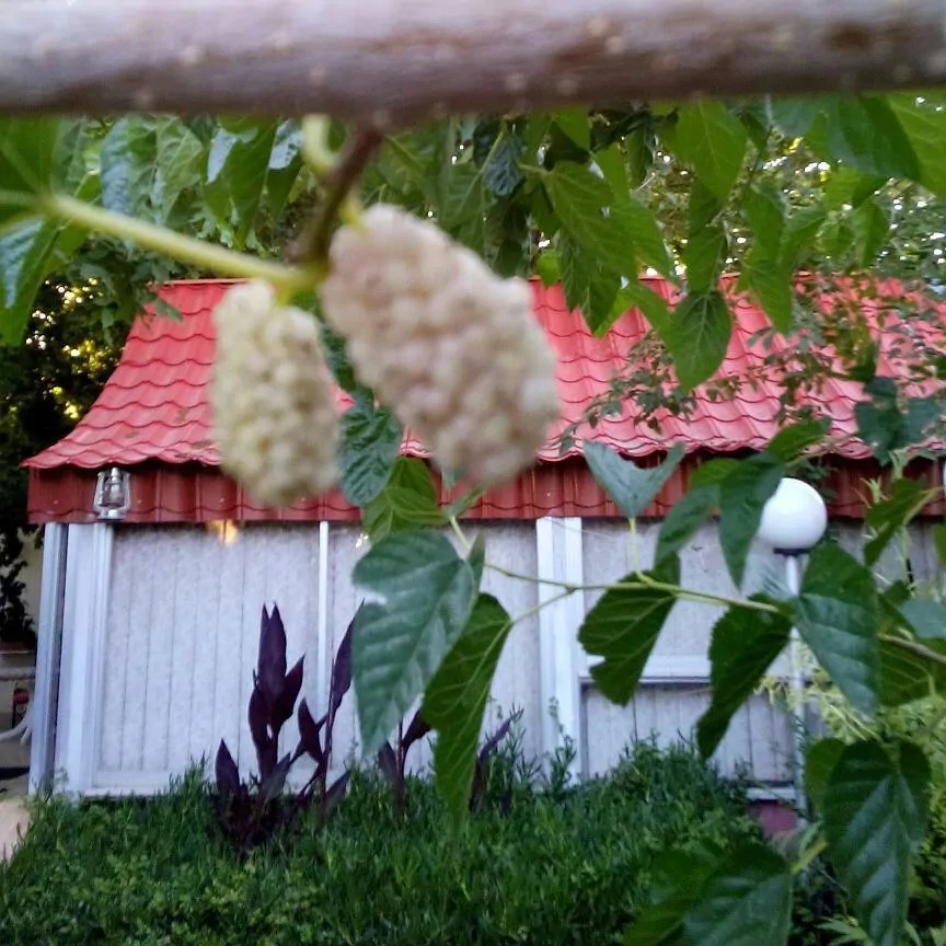 تصویر ۱ - اقامتگاه بوم‌گردی (واحد۱) در  ارسنجان