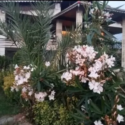 تصویر ۱ - ویلا شهر ساحلی کلاچای  در  کلاچای