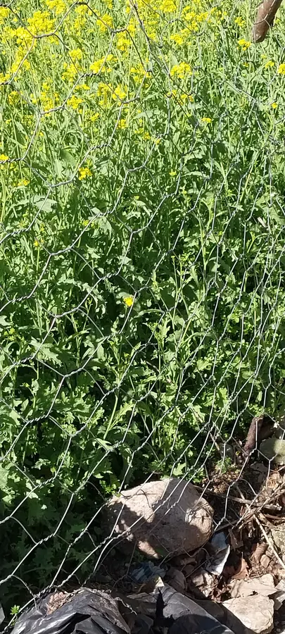تصویر ۱ - ویلا 👋🦔برای خانواده تان در ویلا ما خاطره ای  به‌ یاد ماندنی بسازید 🙏🙏🙏           در  ماسوله 