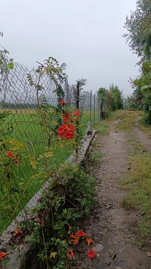 تصویر ۱ - کلبه کلبه چوبی شالیزار در بابل