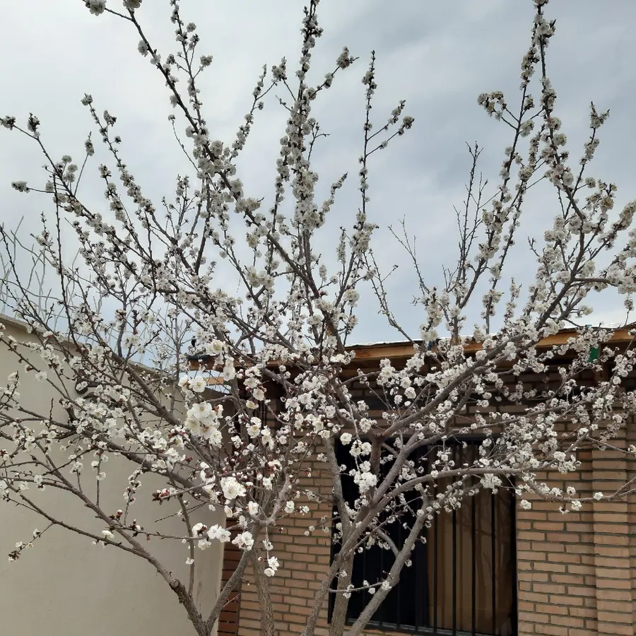 تصویر ۱ - ویلا لوکیشن زیتون در  شهریار