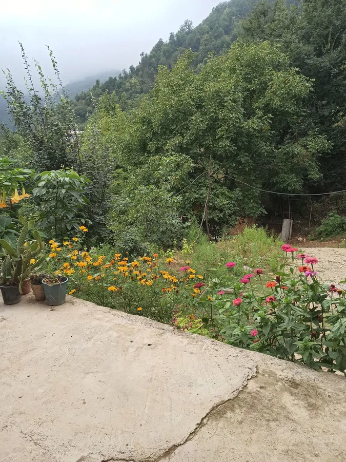 تصویر ۱ - ویلا ویلا جنگلی در  تالش