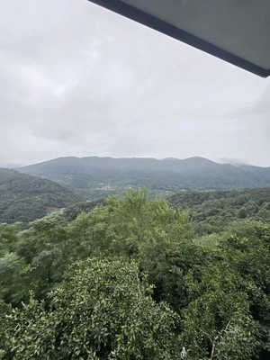  صدف طلایی
