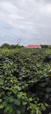 نگین