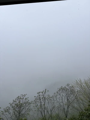  صدف طلایی