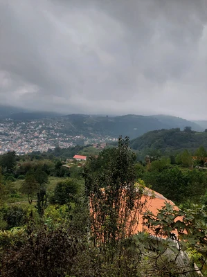 جنگلی افرا