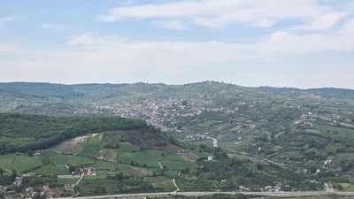 جنگلی میاه سر 