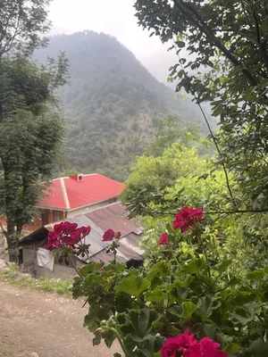 جنگلی طبیعت