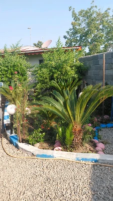 پدر بزرگ