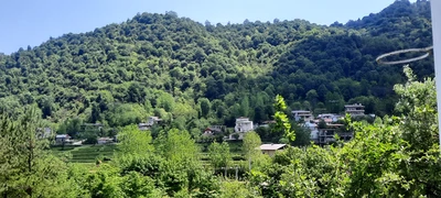 جنگلی امیر 2 (طبقه همکف)