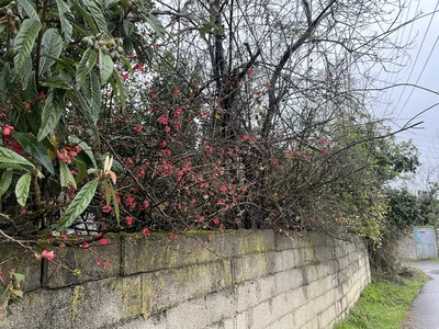 سوئیسی جنگلی گیلانجان 