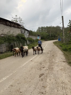چوبی یاس