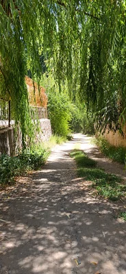 باغ یاس