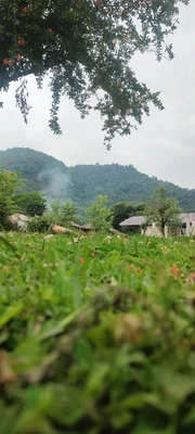 امیر