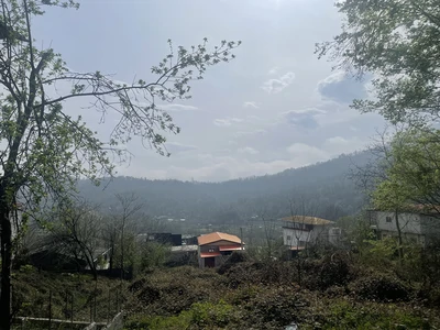  جنگلی رادین
