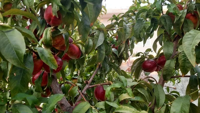 سنتی خوش نشین 