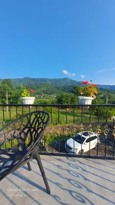 سوئیسی کاج