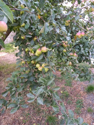 مبله سید (2)