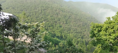 جنگلی الستان
