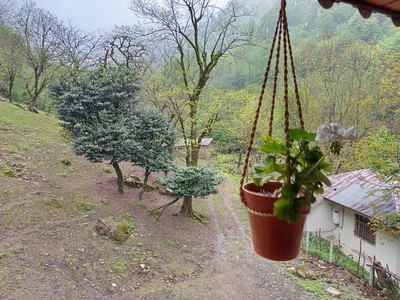 ویلا جنگلی میراث