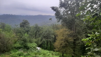  جنگلی افرا