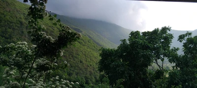 جنگلی الستان