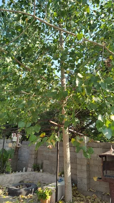 چوبی دلنشین