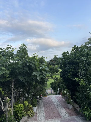 نیلاش 