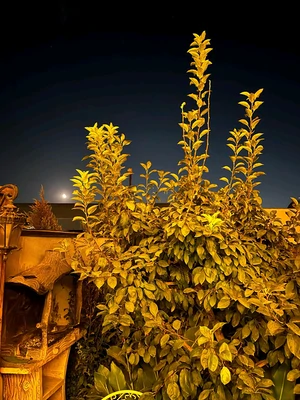 استخردار آبگرم آسا 