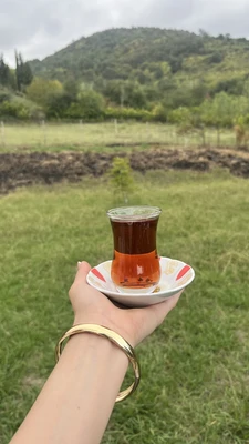  سوئیسی گندم