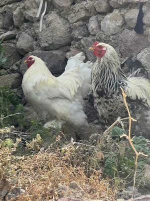 سنگی خان 