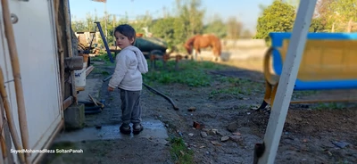مزرعه آفتابگردان