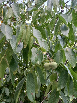 مبله سید (2)