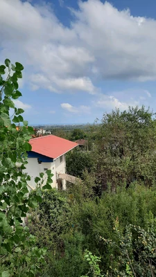 سوئیسی آهوان