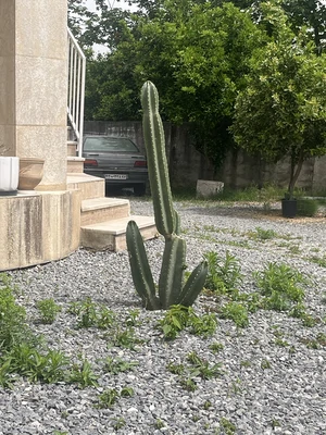 رزالین