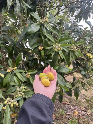 چوبی مراد