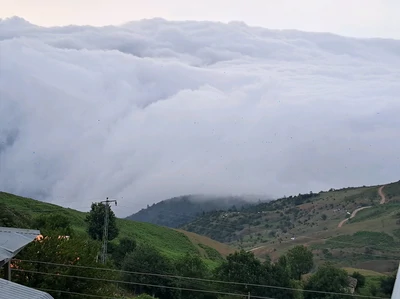 بابونه (۲)