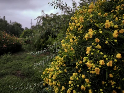 ویلایی یاسی 