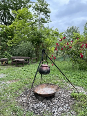 پرچین طلایی