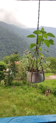 جنگلی کمیل