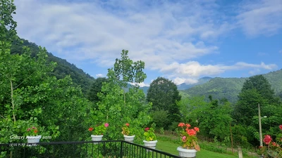 سوئیسی کاج