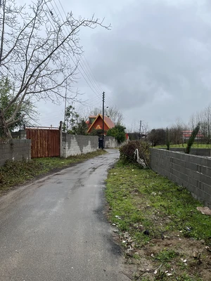 سوئیسی جنگلی گیلانجان 