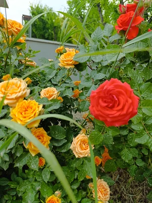 دوبلکس استخردار آبگرم محبت با فوتبال دستی