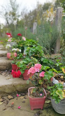 ویلایی افرا با پینگ پونگ