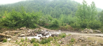 جنگلی صنوبر