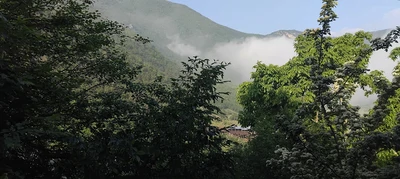 جنگلی الستان