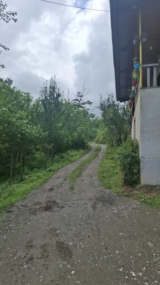 جنگلی ساره بانو