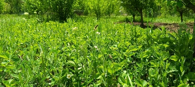 تستی حسام